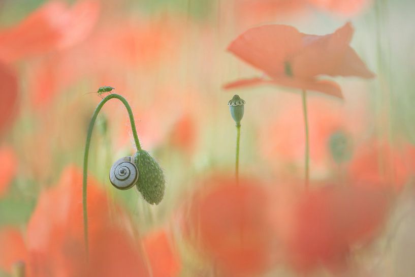 poppy by gj heinhuis