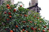 Orange trees