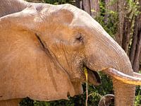 De tevreden olifant