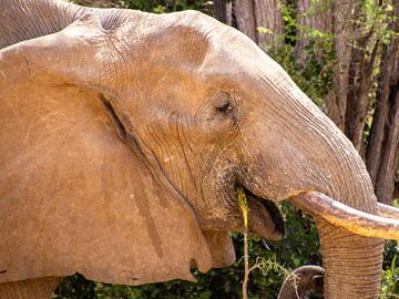 De tevreden olifant van Brenda bonte