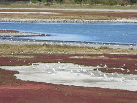 In der Prunje von Mario Dekker-Janssen