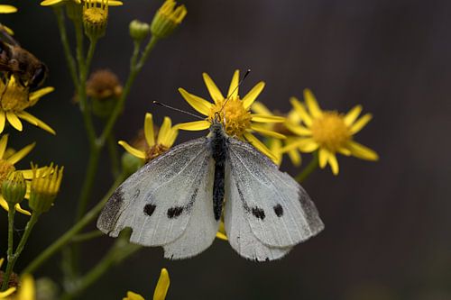 Le petit blanc veiné ou Pieris napi sur une fleur jaune sur W J Kok