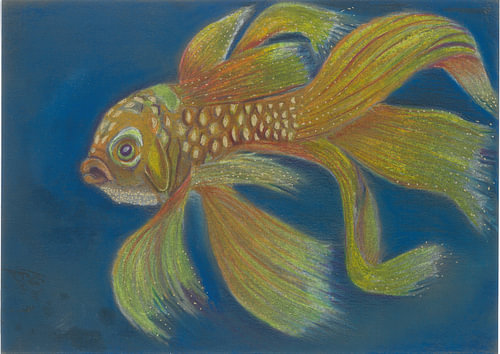 Glimmer de goudvis