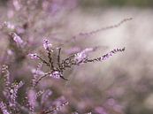 Heidekraut in Blüte von Moniek van Rijbroek Miniaturansicht