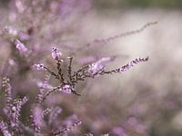 Bruyère en fleur