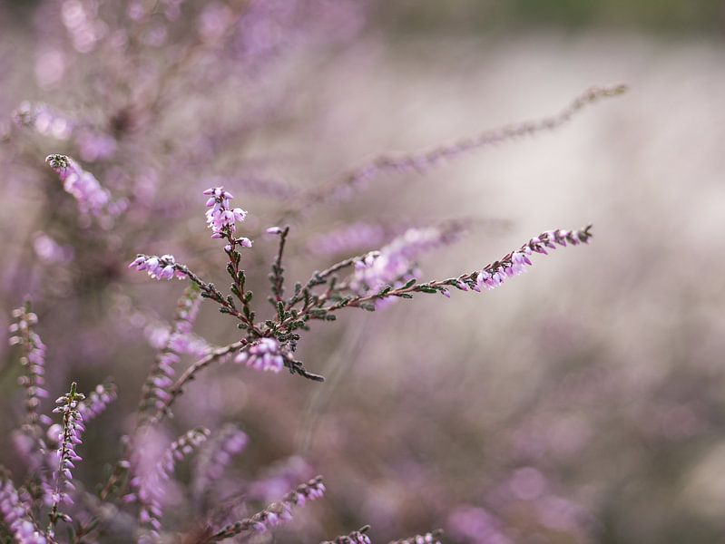 Heidekraut in Blüte von Moniek van Rijbroek