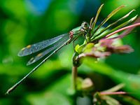 Libelle waterjuffer