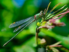 Libelle waterjuffer von Jurgen den Uijl