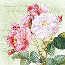 Edele roos met groene achtergrond van christine b-b müller thumbnail