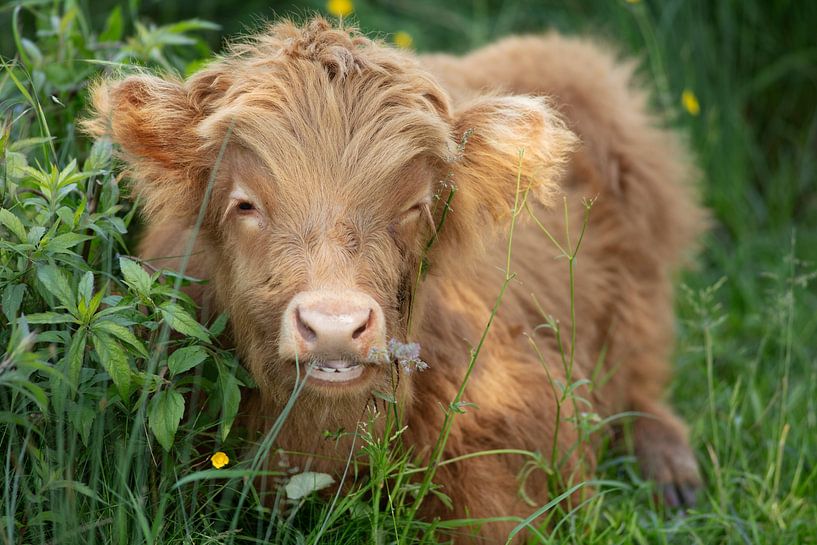 Adorable young Scottish highlander by Peter de Kievith Fotografie