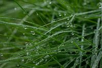 Grasveld met dauwdruppels - dauw