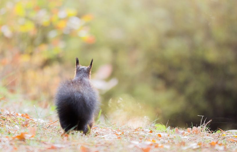 Eekhoorn starend in de verte van Danny Slijfer Natuurfotografie
