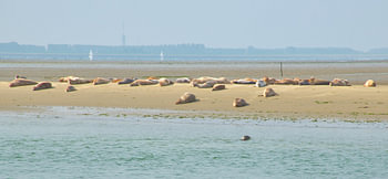 Zeehondjes in de Oosterschelde