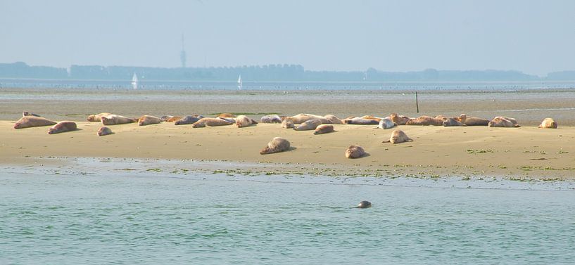 Seals in the Eastern Scheldt by Miny'S