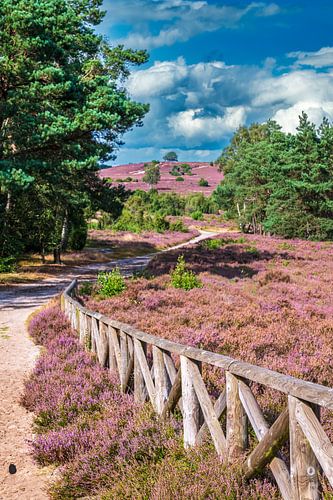Bloeiende heideplanten in heidelandschap tijdens de zomer