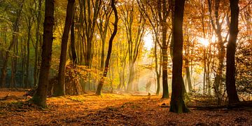 Sonnenlicht im Herbst Wald von Fotografie Egmond