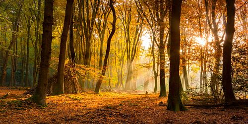 Sunlight in the autumn woods