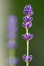 Lavender branches by Thijs Schouten thumbnail