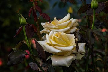 Witte rozenstruik met ochtenddauw van Joost Leferink