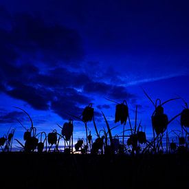 Kievitsbloemen in het blauwe uurtje von Jeffry Westerhoff
