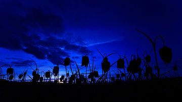 Kievitsbloemen in het blauwe uurtje van Jeffry Westerhoff