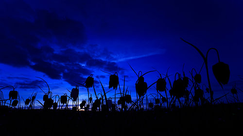 Kievitsbloemen in het blauwe uurtje