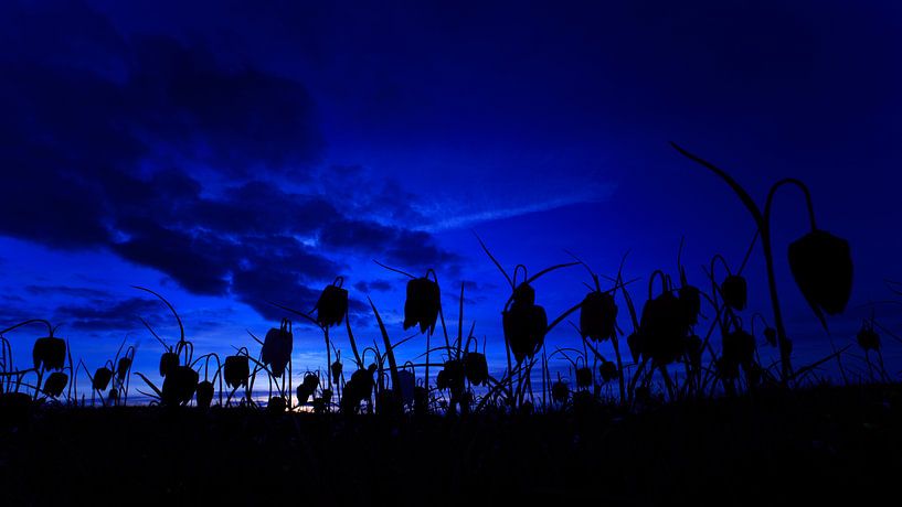 Kievitsbloemen in het blauwe uurtje par Jeffry Westerhoff