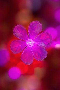 purple saturated light element in a chill red environment by Tony Vingerhoets