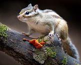 Siberian chipmunk by John Goossens Photography thumbnail