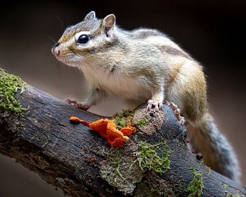 Siberian chipmunk van John Goossens Photography