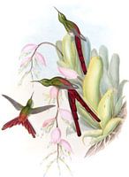 The Phaon Comet, John Gould