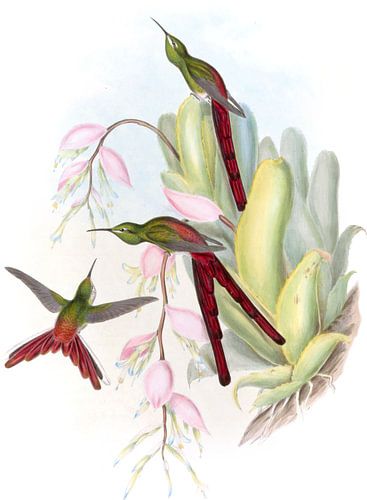 De Phaon Comet, John Gould