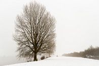 Winterwandeling langs de Maas van R. Maas thumbnail