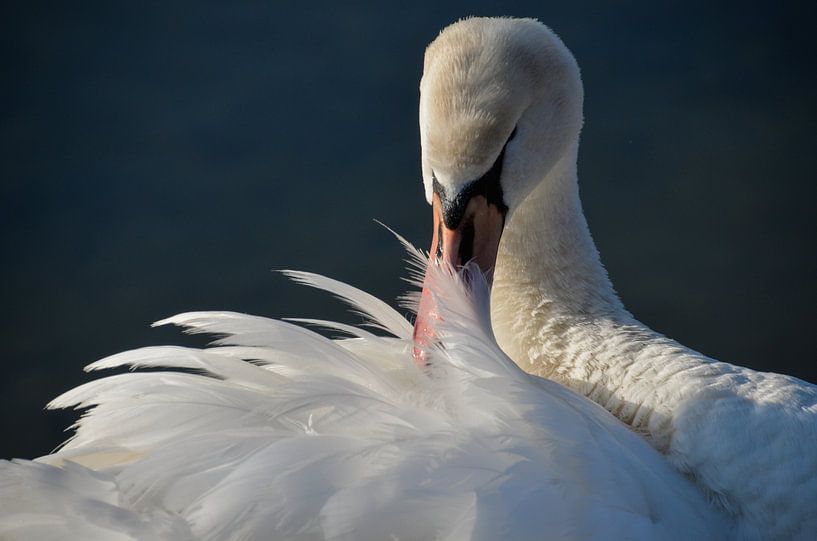 Swan by Yvonne van der Meij