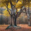 Alte Buchen in herbstlicher Landschaft von Fotografiecor .nl