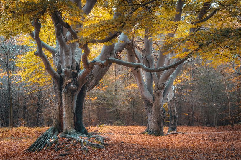 Oeroude beukenbomen in herfstlandschap van Fotografiecor .nl