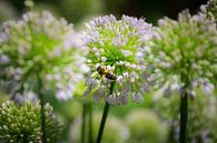 Biene auf einer Blume, weiches Foto von Patrick Verhoef Miniaturansicht