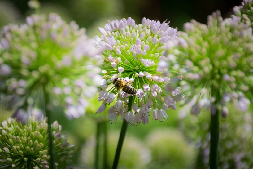 Biene auf einer Blume, weiches Foto von Patrick Verhoef