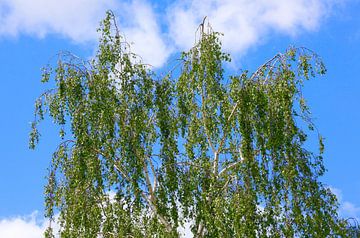 Couronne de l'arbre sur Thomas Jäger