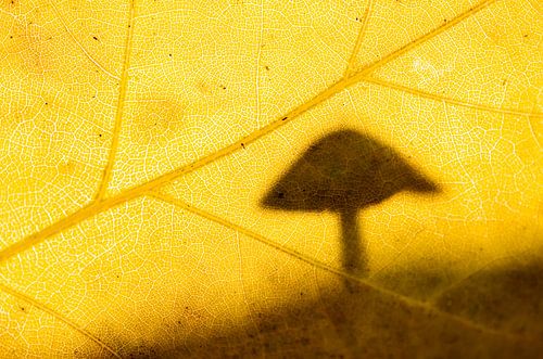 Hersft by Erik Busstra