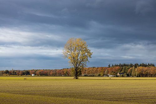 Boom met Donkere Lucht