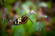 Papillon par Adri Vollenhouw Aperçu