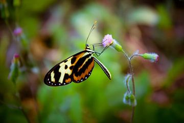 Papillon sur Adri Vollenhouw