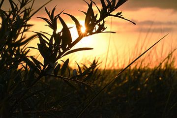 Le soleil brille à travers un buisson