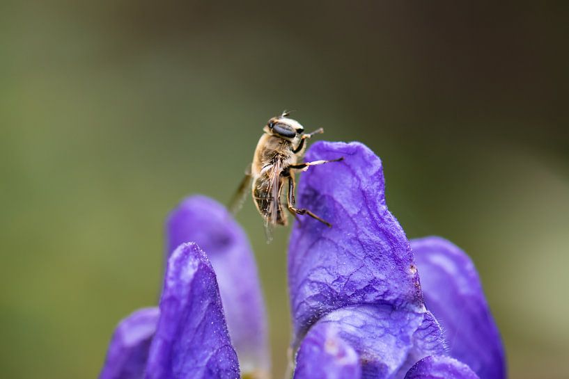 ruhende biene von Tania Perneel