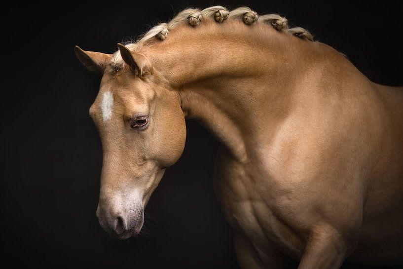 Portrait d'un cheval palomino photographie de cheval par l