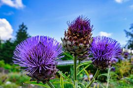 A view of a wild artichoke by Andreas Völkel
