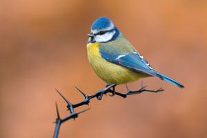 Mésange bleue (Cyanistes caeruleus) sur Beschermingswerk voor aan uw muur