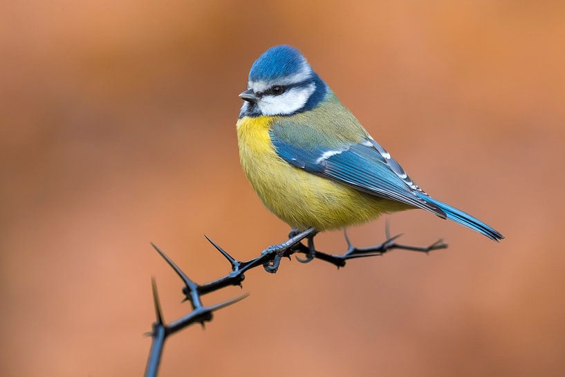 Pimpelmees (Cyanistes caeruleus) van Beschermingswerk voor aan uw muur