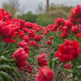 Tulpenveld van Stephan Scheffer